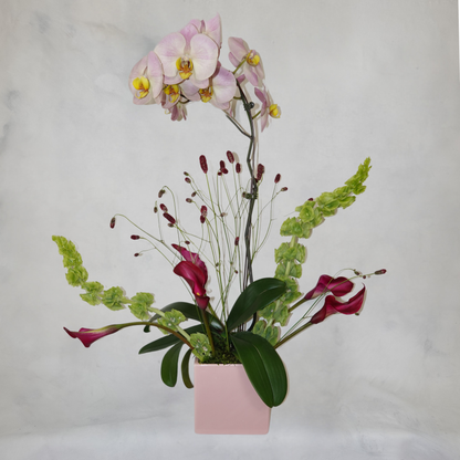 Orchid Arrangements