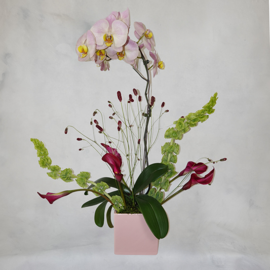 Orchid Arrangements