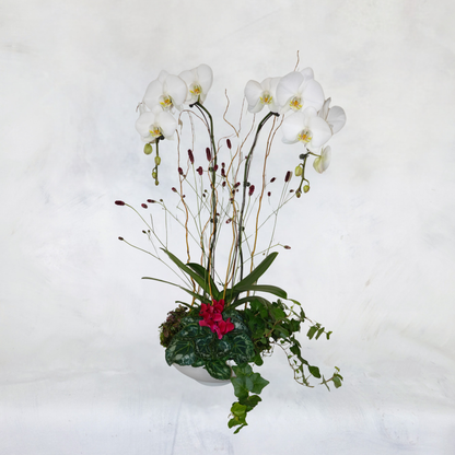 Orchid Arrangements