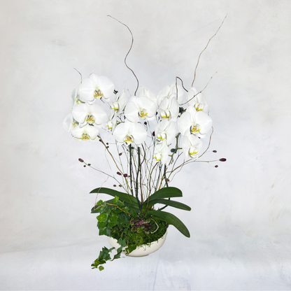 Orchid Arrangements
