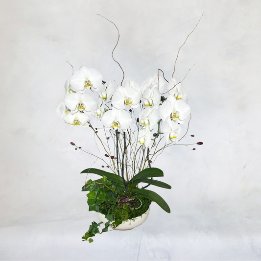 Orchid Arrangements