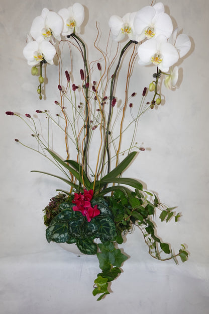 Orchid Arrangements