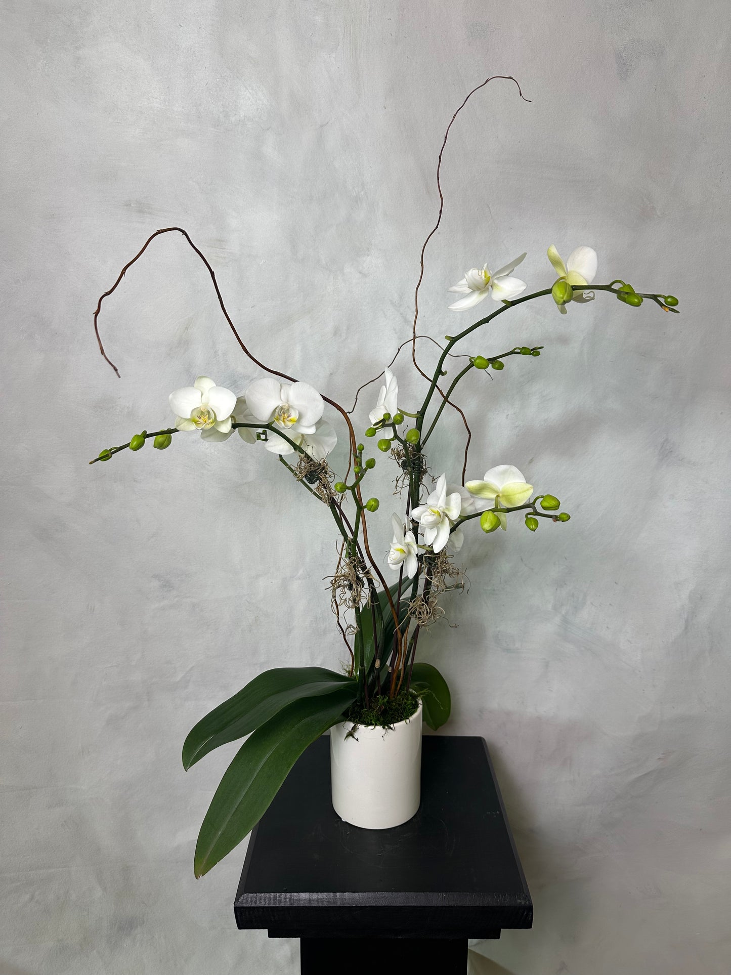 Orchid Arrangements