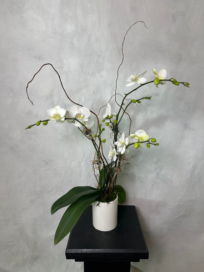 Orchid Arrangements
