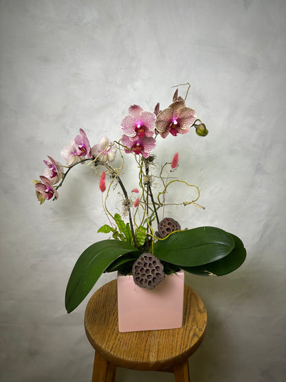 Orchid Arrangements