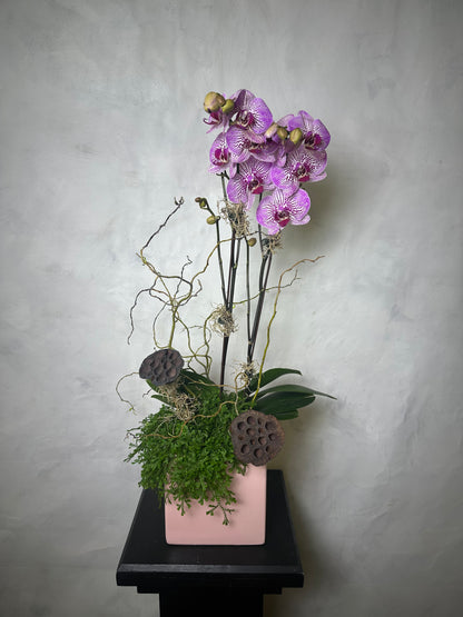 Orchid Arrangements