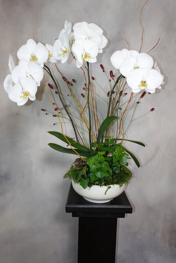 Orchid Arrangements